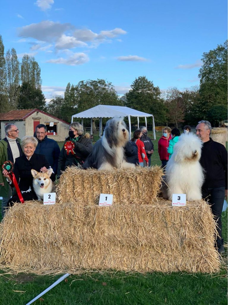 BEST IN SHOW - CH. NEW LOOK DE CHESTER